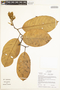 Metteniusa nucifera (Pittier) Sleumer, Ecuador, R. B. Foster 13589, F