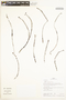 Cuphea repens Koehne, Peru, J. Albán C. 6914, F