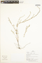 Cuphea odonellii Lourteig, Peru, H. Beltrán S. 2298, F