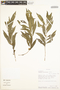 Adenaria floribunda Kunth, Peru, R. B. Foster 9774, F