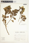 Baccharis cf. latifolia (Ruíz & Pav.) Pers., Peru, S. Llatas Quiroz 2524, F