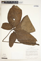 Syngonium macrophyllum Engl., Panama, T. B. Croat 34352, F