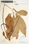 Syngonium podophyllum Schott, Panama, T. B. Croat 11921, F