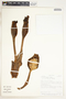 Syngonium schottianum Schott, Costa Rica, R. Robles G. 2130, F