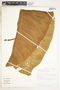 Syngonium schottianum Schott, Costa Rica, R. Robles G. 2130, F