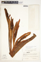 Syngonium schottianum Schott, Panama, H. Kennedy 480, F