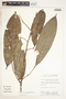 Duguetia spixiana Mart., Peru, J. Salick 7385, F