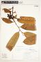 Guatteria blepharophylla Mart., Peru, R. B. Foster 11666, F