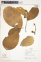Annona dioica A. St.-Hil., Bolivia, R. B. Foster 13831, F