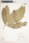 Duguetia aff. flagellaris Huber, Peru, R. B. Foster 4566, F