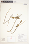 Duguetia furfuracea (A. St.-Hil.) Saff., Bolivia, R. B. Foster 13773, F