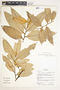 Duguetia marcgraviana Mart., Bolivia, B. Mostacedo 123, F
