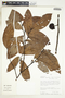 Guatteria punctata (Aubl.) R. A. Howard, Peru, D. N. Smith 1491, F