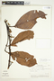 Guatteria ramiflora (D. R. Simpson) Erkens & Maas, Peru, Servicio Forestal del Peru (Lima) 3, F