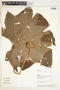 Cecropia reticulata Cuatrec., Ecuador, A. H. Gentry 72460, F