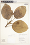 Coussapoa villosa Poepp. & Endl., Bolivia, S. G. Beck 16579, F