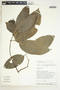 Lacistema aggregatum (P. J. Bergius) Rusby, Peru, Rod. Vasquez 13953, F