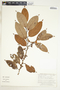 Lacistema aggregatum (P. J. Bergius) Rusby, Peru, G. S. Hartshorn 2622, F