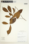 Lacistema aggregatum (P. J. Bergius) Rusby, Peru, A. H. Gentry 63406, F