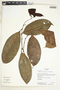 Lacistema cf. aggregatum (P. J. Bergius) Rusby, Ecuador, K. Romoleroux 2947, F