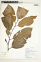 Lacistema cf. aggregatum (P. J. Bergius) Rusby, Ecuador, K. Romoleroux 2185, F