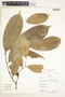 Annonaceae, Peru, R. B. Foster 12725, F