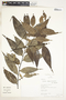 Trigynaea duckei (R. E. Fr.) R. E. Fr., Peru, R. B. Foster 10221, F