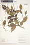 Myrcia splendens (Sw.) DC., Peru, A. Gentry 16186, F