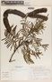 Acacia berlandieri Benth., Mexico, M. H. Nee 22254, F