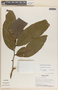Duguetia vallicola J. F. Macbr., Panama, J. A. Duke 14244, F