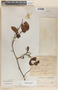 Bauhinia heterophylla Kunth, Cuba, H. A. van Hermann 200, F