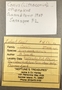 397038 Conus spurius label FMNH IZ