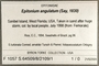 396646 Epitonium angulatum label FMNH IZ