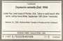 396654 Cryoturris cerinella label FMNH IZ