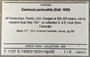 396482 Cryptogemma periscelida label FMNH IZ