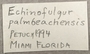 396412 Echinofulgur palmbeachensis label FMNH IZ