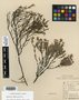 Hudsonia tomentosa Nutt., U.S.A., W. C. Ohlendorf, F