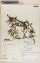 Vachellia cornigera (L.) Seigler & Ebinger, Mexico, M. H. Nee 28726, F