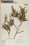 Acacia berlandieri Benth., United States of America, M. H. Nee 25413, F
