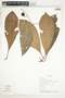 Chrysochlamys membranacea Planch. & Triana, Ecuador, K. Romoleroux 2263, F