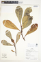 Clusia nigrolineata P. F. Stevens, Peru, R. B. Foster 12640, F