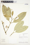 Garcinia madruno (Kunth) Hammel, Peru, R. B. Foster 8722, F