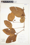Vismia gracilis Hieron., Peru, R. B. Foster 11529, F