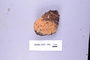 Fresh specimen image of C2063997F, NAMA 2023-064