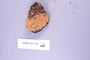 Fresh specimen image of C2063997F, NAMA 2023-064