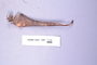 Fresh specimen image of C2064272F, NAMA 2023-346