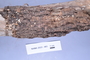 Fresh specimen image of NAMA 2023-483