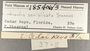 185406 Costoanachis semiplicata label FMNH IZ