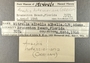 191414 Costoanachis hotessieriana label FMNH IZ