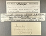 191415 Costoanachis hotessieriana label FMNH IZ